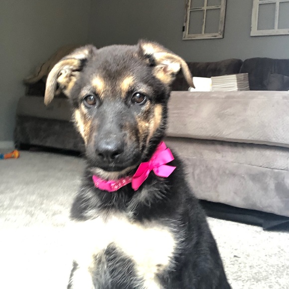 Meet your Posher, - Picture 1 of 1